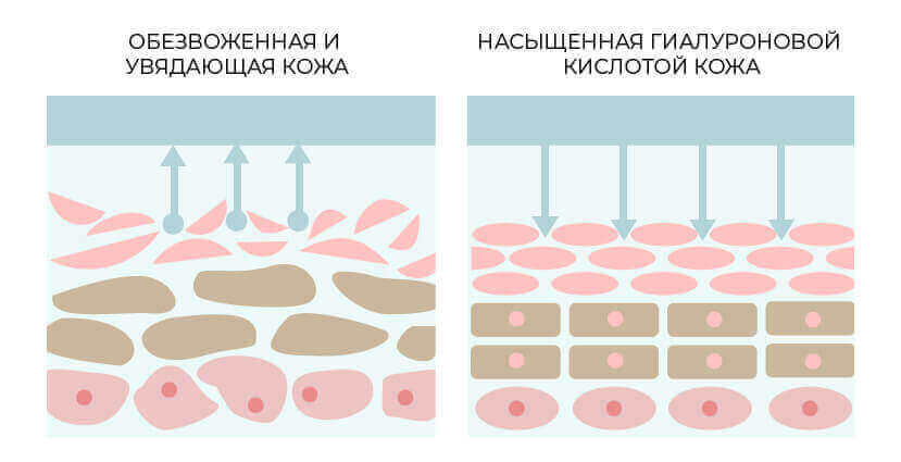 значение гиалуроновой кислоты